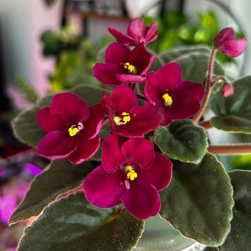 Burgundy Saintpaulia Flower seeds for Planting - Vibrant Colors, Heirloom & GMO Free Seeds for Home Garden