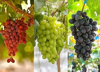 Mixed Grapes Seeds for Planting - Grow Your Own Delicious Grapes