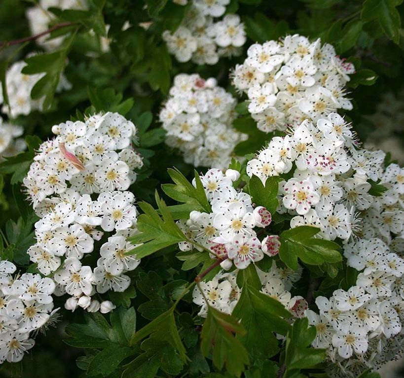 White English Hawthorn Seeds for Planting