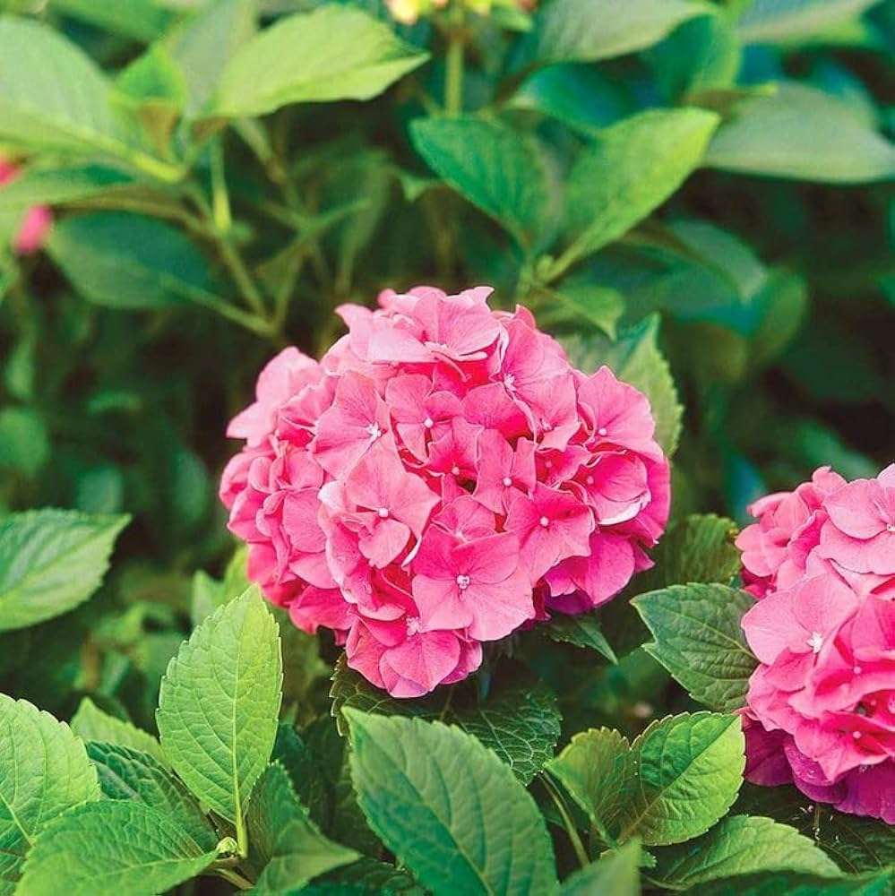 Hydrangea Paniculata Seeds for Planting in Flower Bed