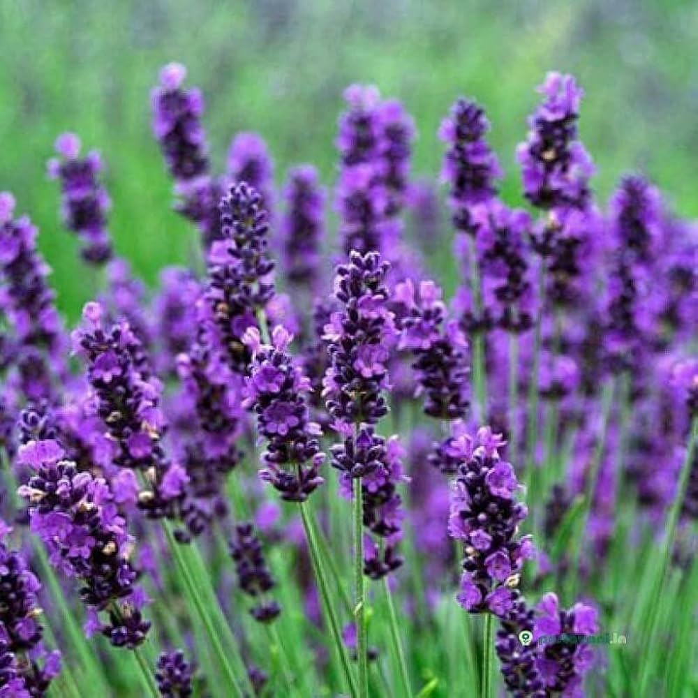 Evergrowseeds Lavender Hidcote Lavandula angustifolia flower seeds for planting in herb gardens, shown in a pack of 20 seeds.
