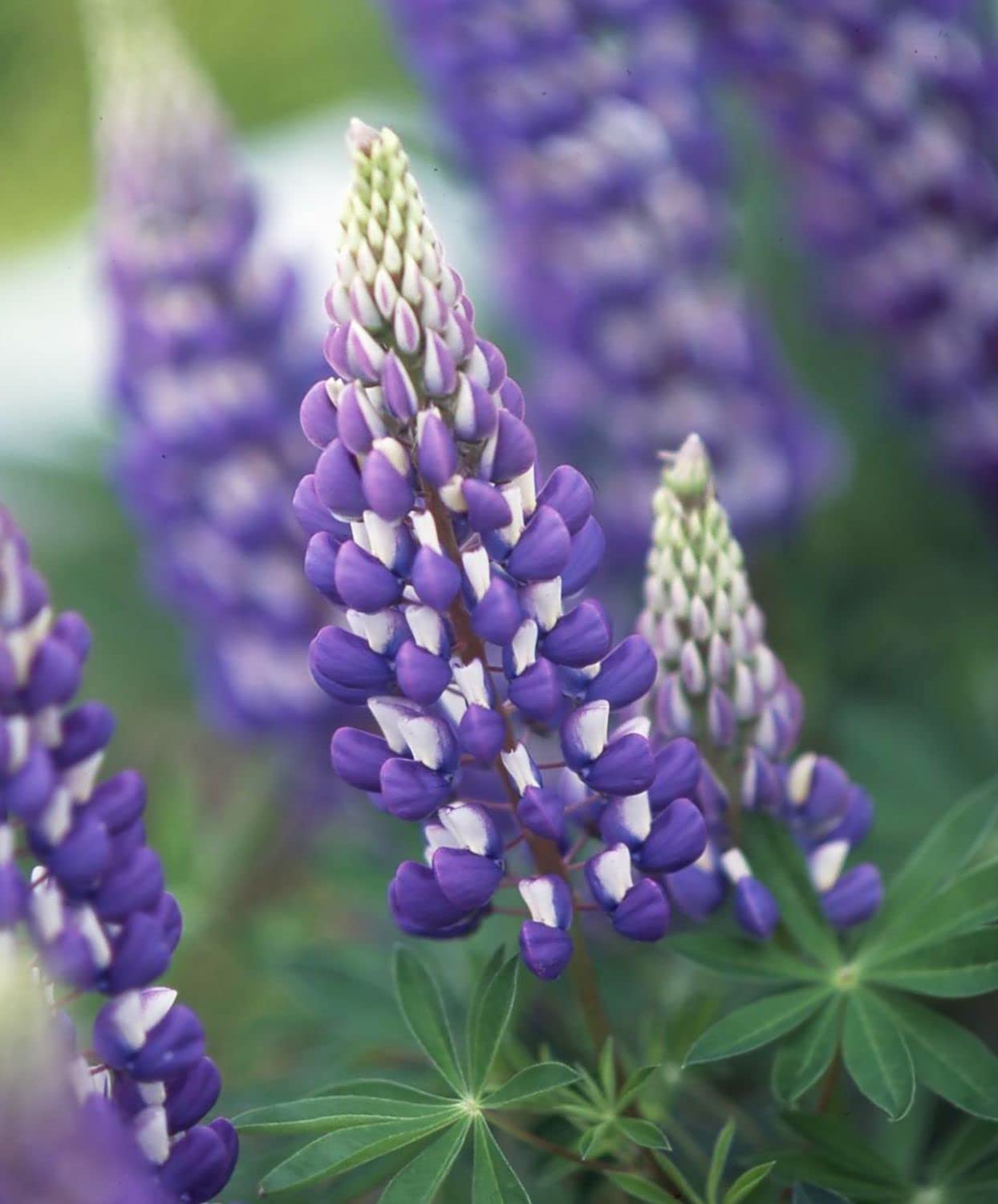 EverGrowsSeeds Lupine Minarets flower seeds for planting in flower beds, showcasing vibrant purple lupinus blooms and green foliage.