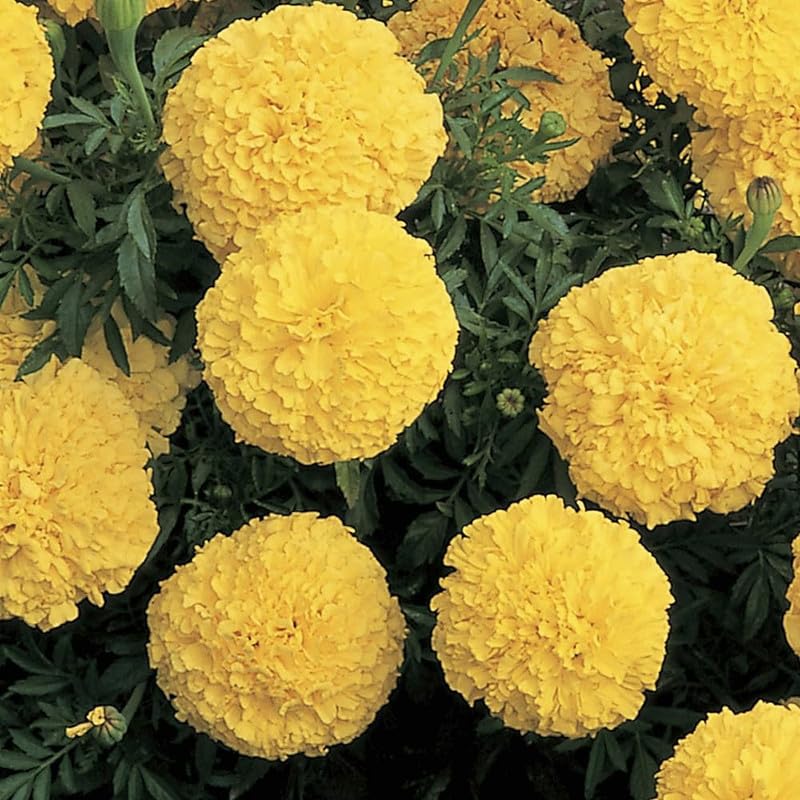 Marigold Tagetes spp Flower Seeds for Planting in Flower Bed and Garden