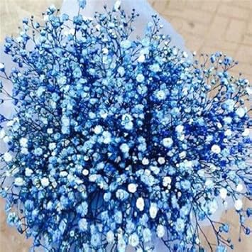 Blue Gypsophila Flower seeds for Planting - Hardy Variety, Heirloom & GMO Free Seeds for Home Garden
 
 Sale for planting in home garden