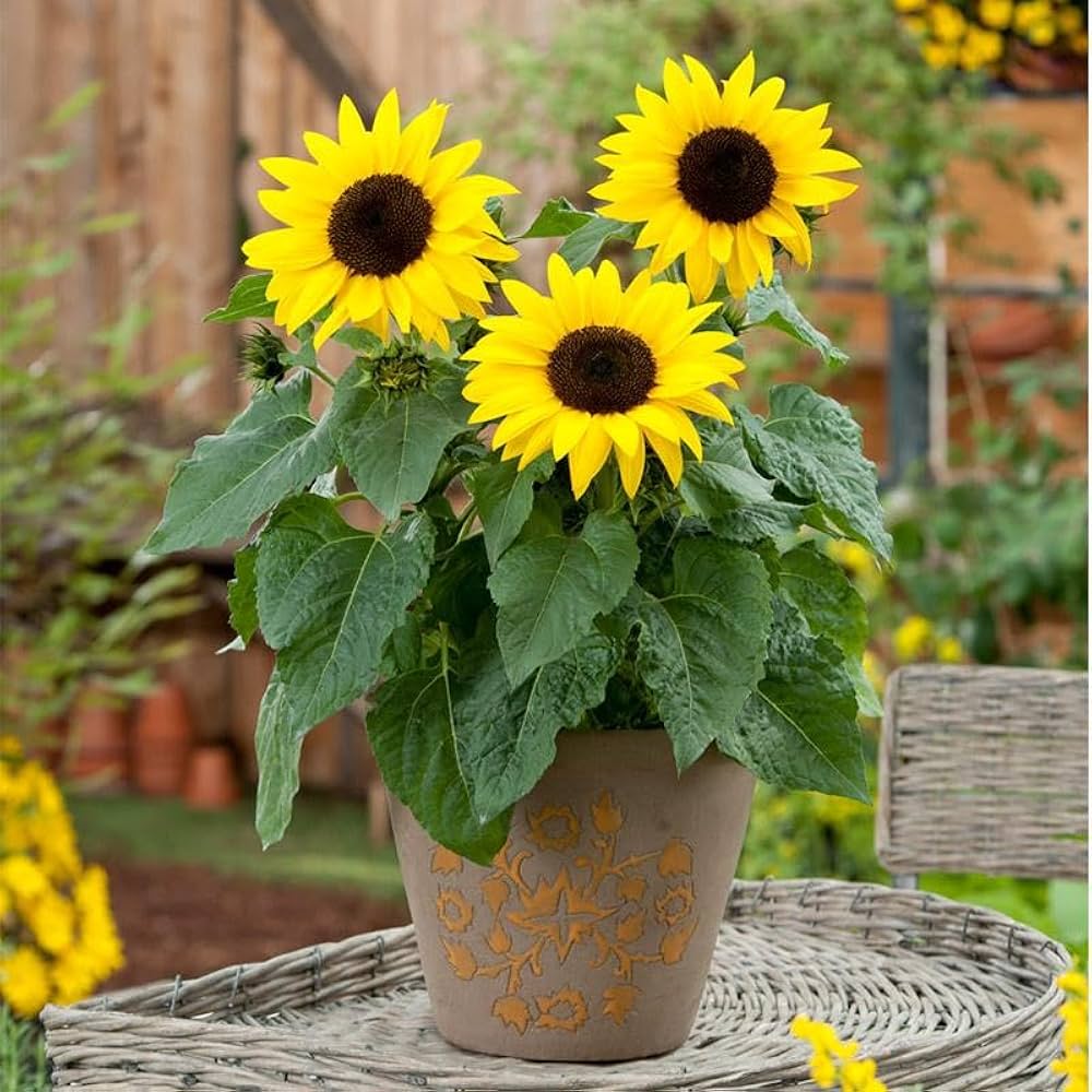 Dwarf Sunflower Seeds, Bonsai Dwarfs, Mini Indoor & Outdoor