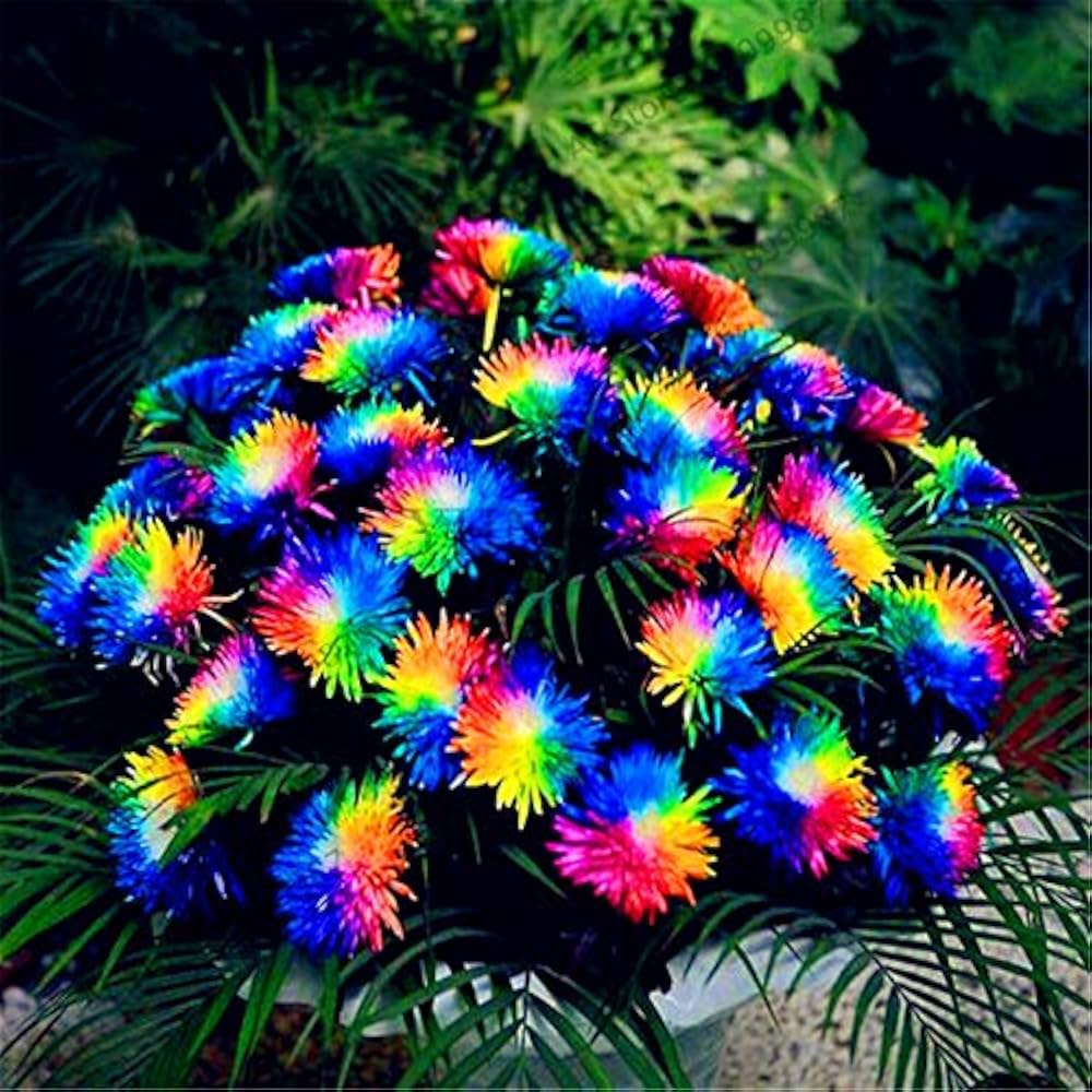 Rainbow Chrysanthemum Chrysanthemum indicum Seeds for Planting in Flower Bed and Urban Garden