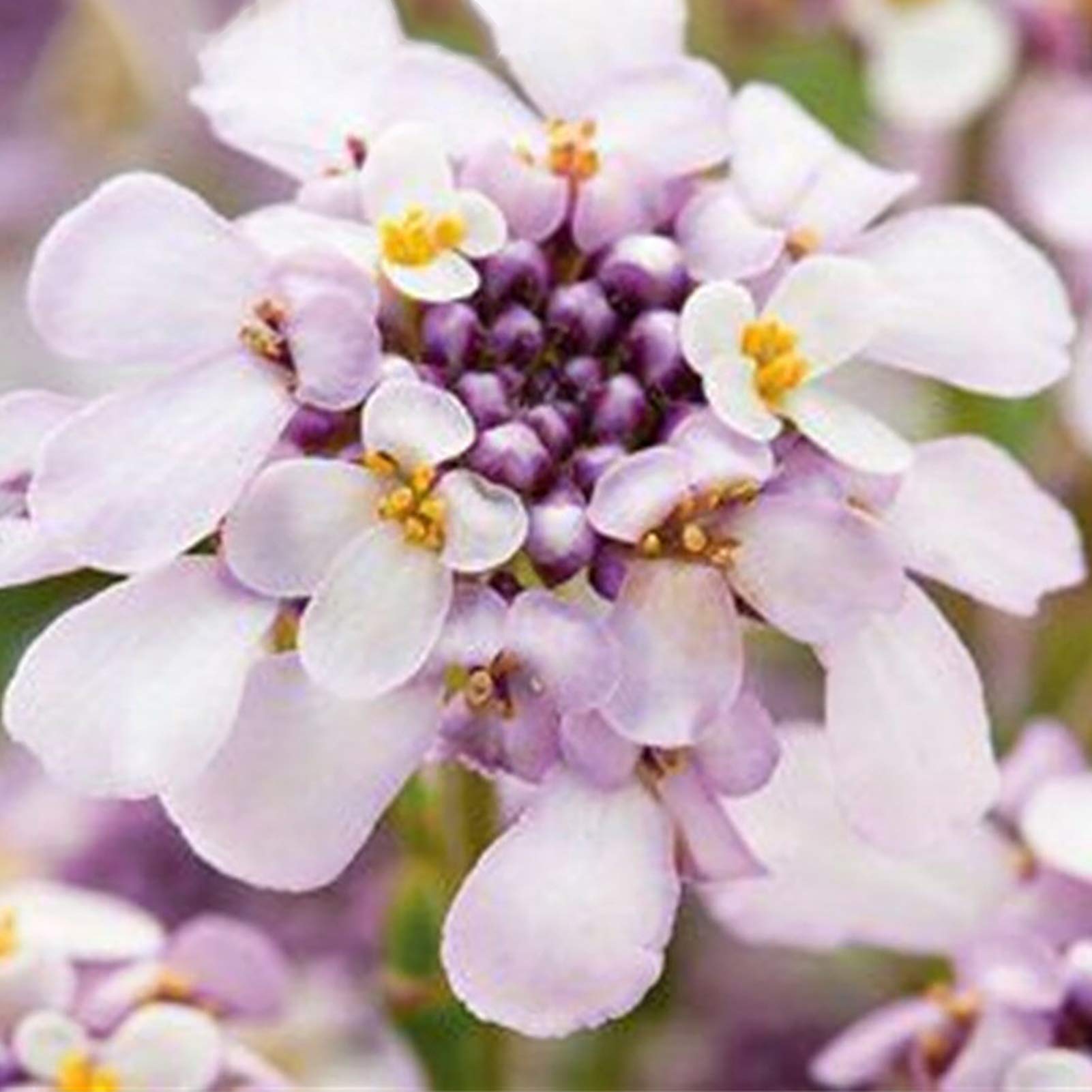 Violet Iberis Amara Flower Seeds for Easy Planting