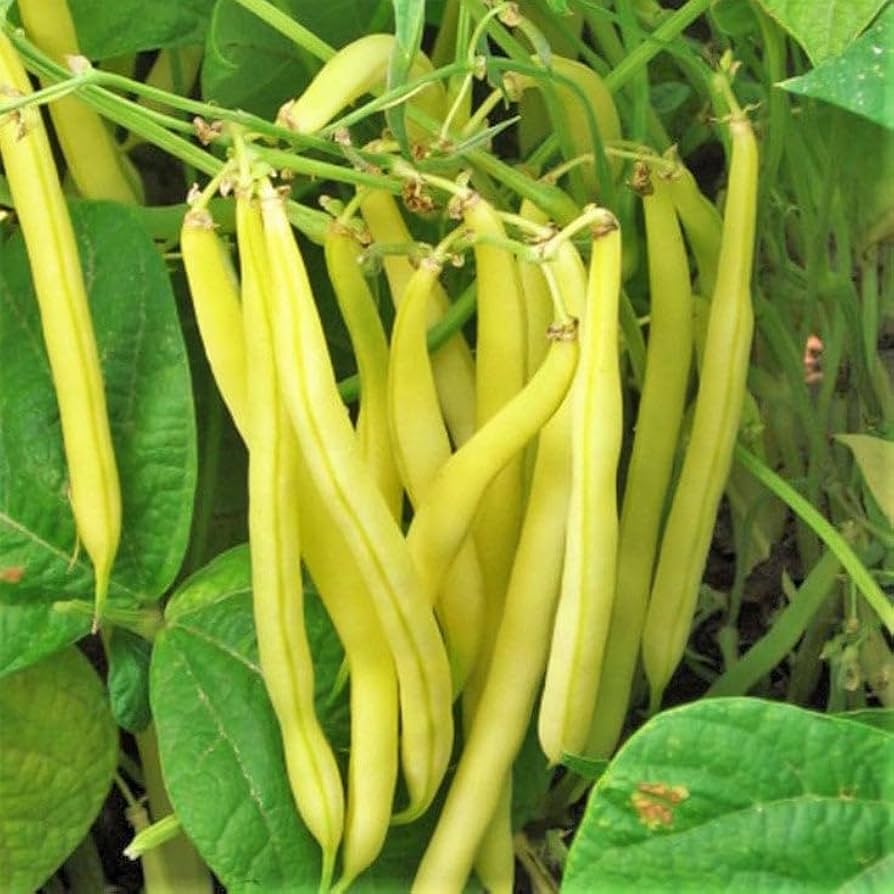Heirloom Yellow Wax Bean Seeds for Planting  Grow Delicious Beans