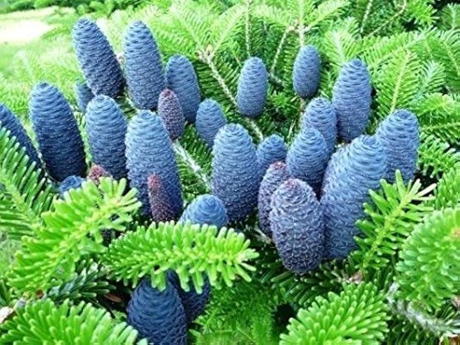 Purple Abies Koreana Flower seeds for Planting - Sun Loving, Heirloom & GMO Free Seeds for Home Garden