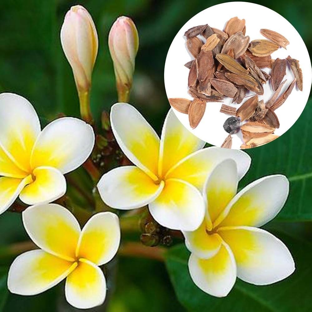 Plumeria Agave Plumeria spp Rare Mayan Flower Seeds for Planting in Tropical Garden