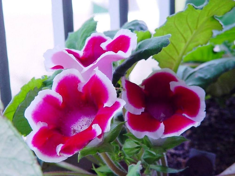 Evergrowseeds Sinningia Gloxinia Sinningia speciosa flower seeds for planting, displayed in a clear seed packet.