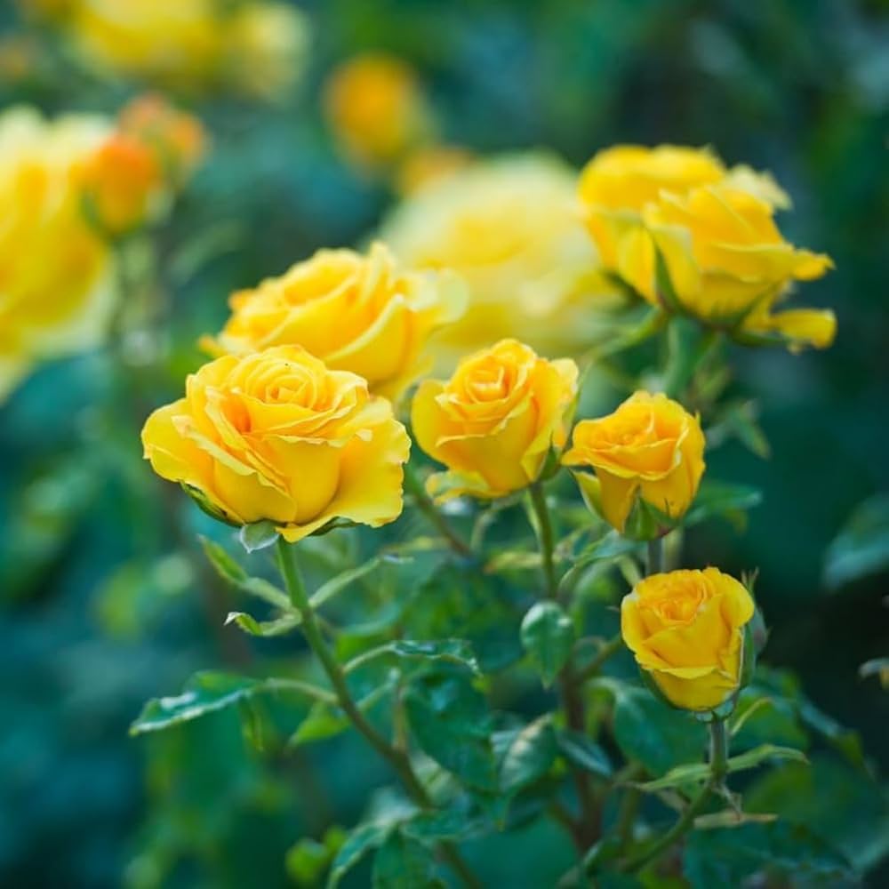 Deep Yellow Rose Flower seeds for Planting - Cut Flower Favorite, Heirloom & GMO Free Seeds for Home Garden