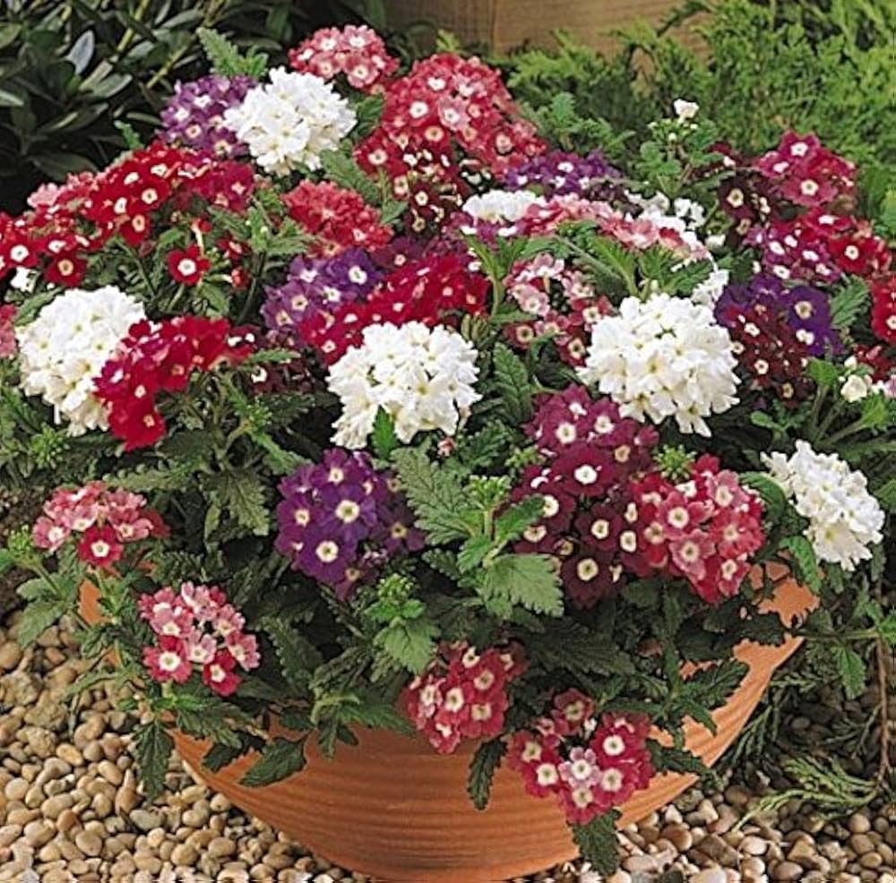 Verbena Dwarf Mix Flower Seeds for Planting  Vibrant Annual Blooms