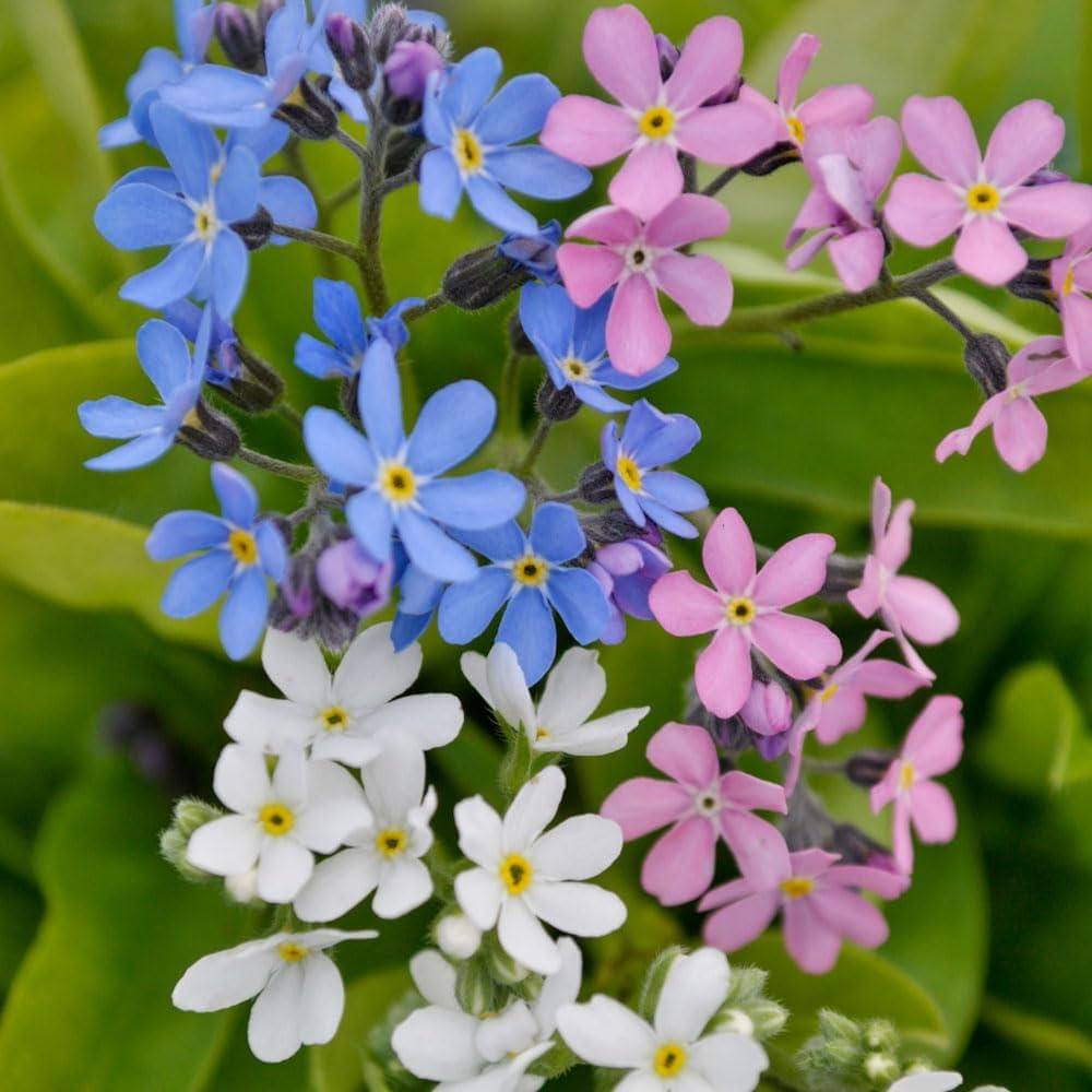 Pink Blue Mini Violet Flower Seeds for Planting Cottage Garden Essential Heirloom & GMO Free Seeds for Home Garden
 
 Sale