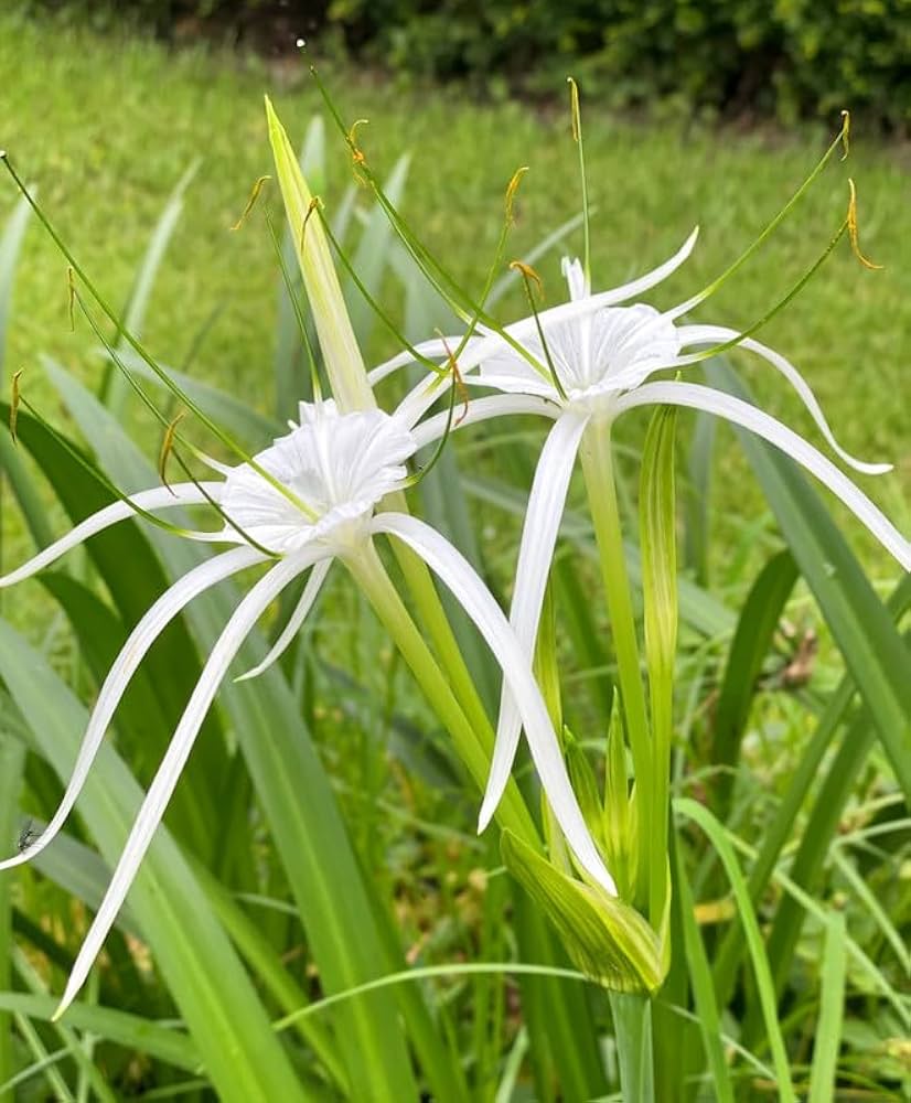 White Lycoris Radiata Flower Seeds - Elegant Planting Seeds for Beautiful Gardens