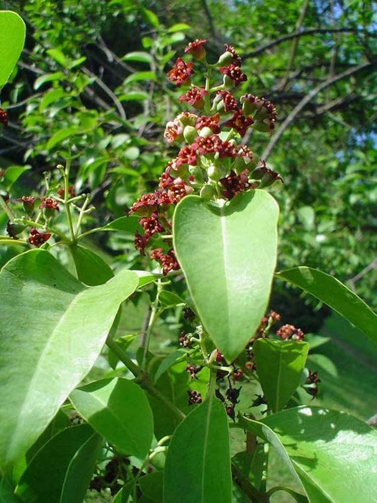 Santalum Tree Seeds Planting Guide