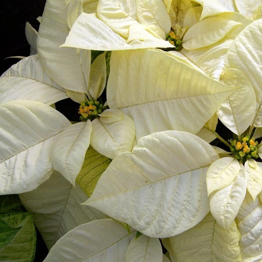 White Poinsettia Flower seeds for Planting - Hardy Variety, Heirloom & GMO Free Seeds for Home Garden
 
 Sale seeds for planting in home garden