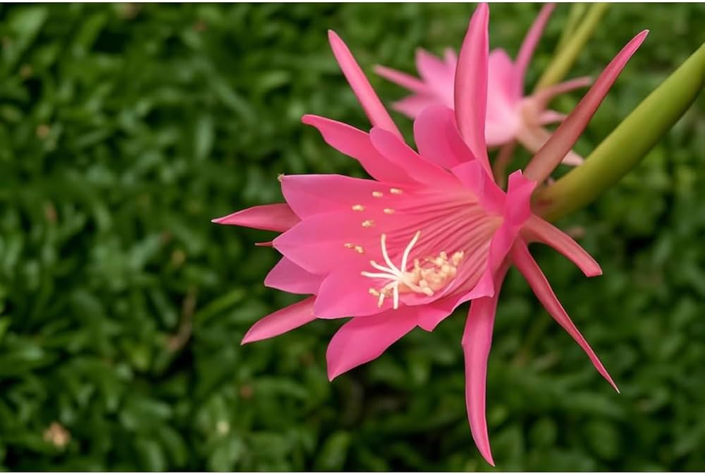 Pink Epiphyllum Flower seeds for Planting - Drought Tolerant, Heirloom & GMO Free Seeds for Home Garden Sale