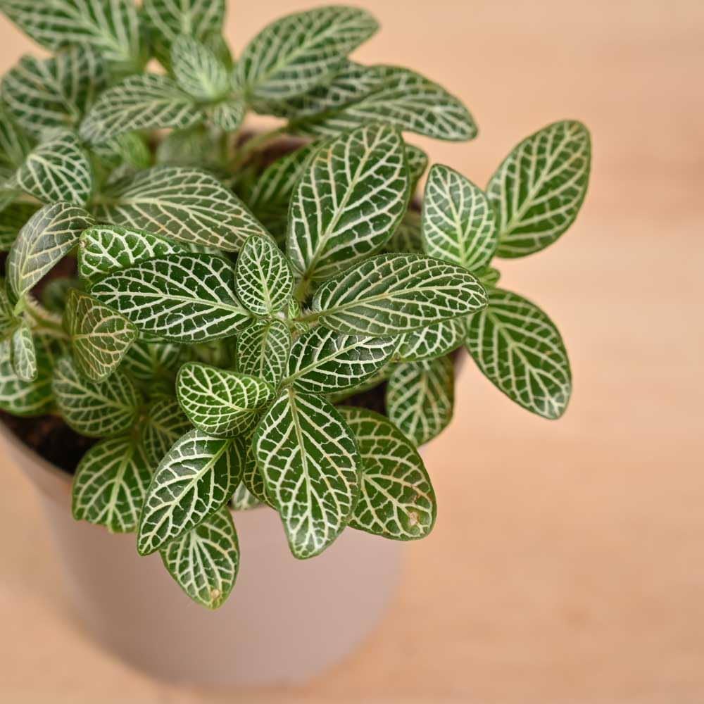 Fittonia Albivenis, White Nerve Flower seeds for Planting - Garden Favorite, Heirloom & GMO Free Seeds for Home Garden