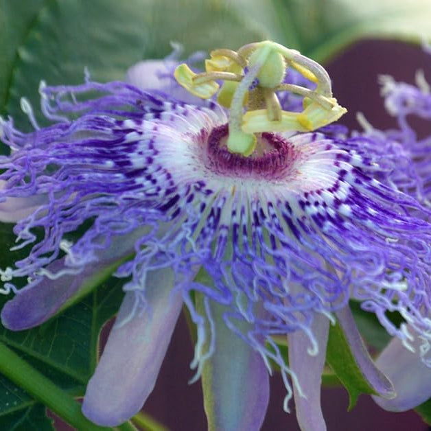 Passiflora Flower seeds for Planting - Colorful Display, Heirloom & GMO Free Seeds for Home Garden
 
 Sale seeds for home garden