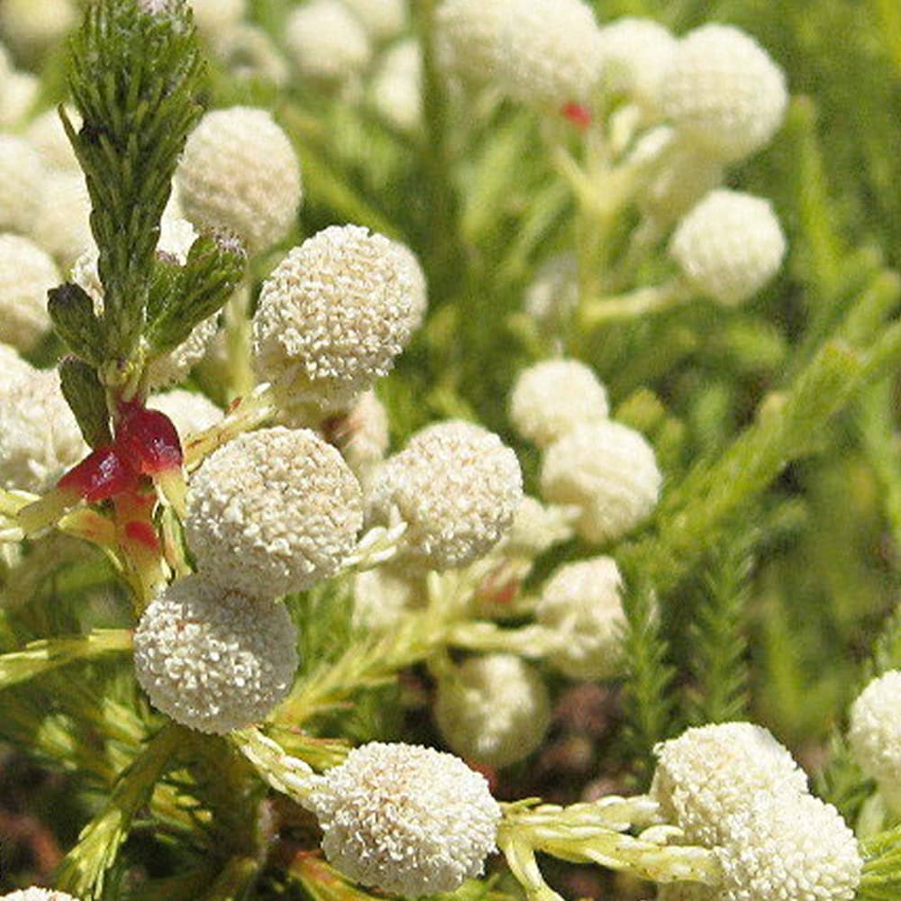 Silver Brunia Brunia Albiflora Flower Seeds
