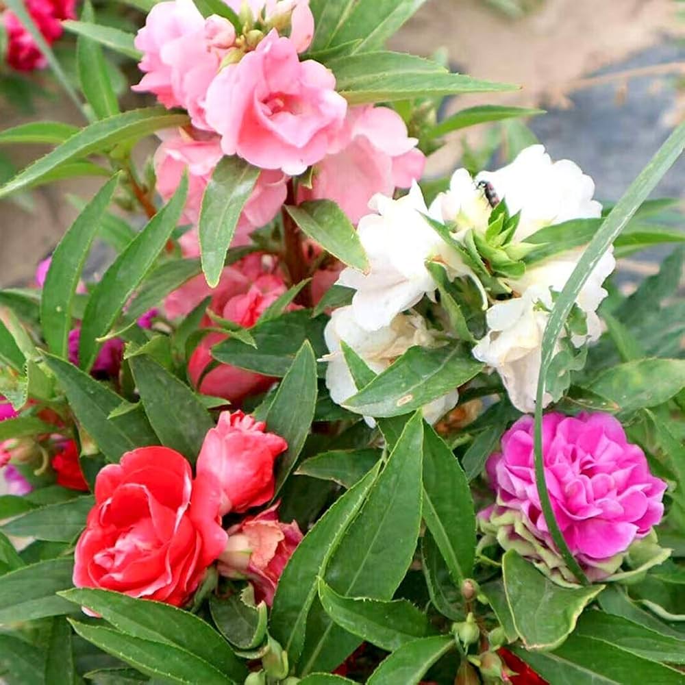 Impatiens Sun and Shade Hot Passion Seeds for Bold Garden Blooms
