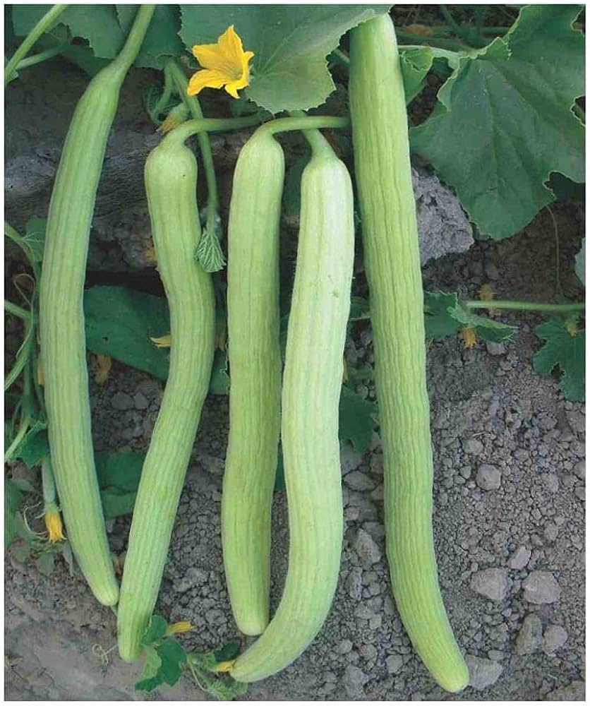 Green Long Melon Vegetable Seeds for Easy Planting