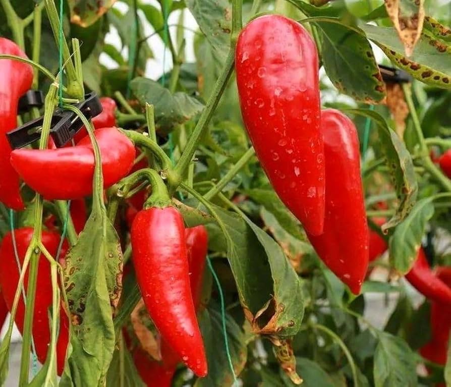Pepper Seeds Lila Marconi Hybrid Paprika Seeds