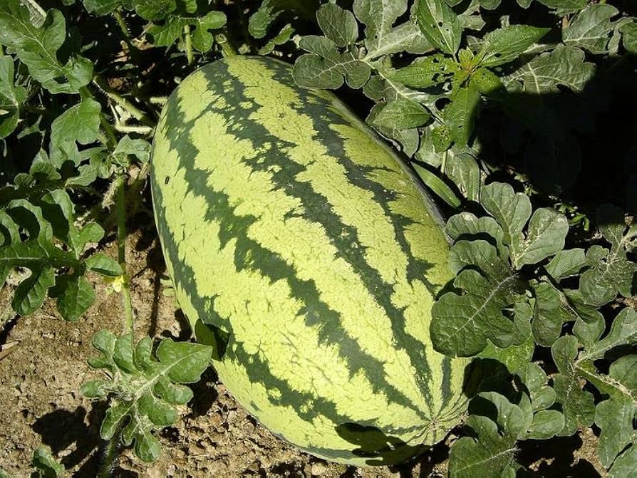 Kongo Watermelon Seeds for Planting Citrullus lanatus for vegetable patches and home gardens