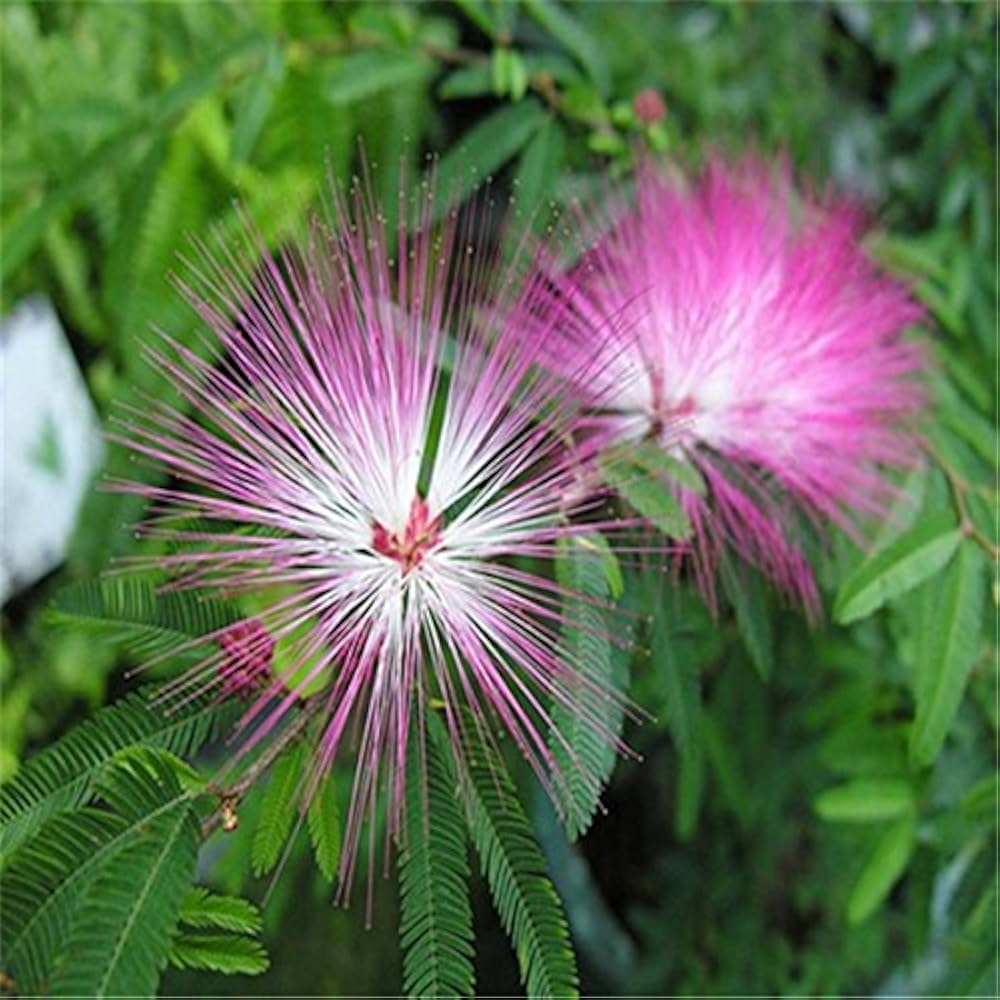 Pink White Mimosa Flower seeds for Planting - Low Maintenance, Heirloom & GMO Free Seeds for Home Garden
 
 Sale seeds for planting in home garden