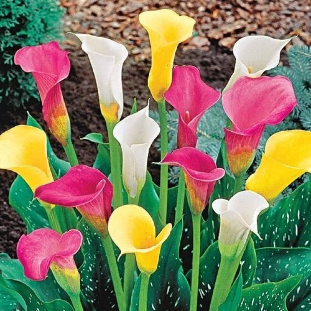 Calla Lily Zantedeschia Species Seeds for Planting - Elegant Blooms for Flower Bed & Urban Garden