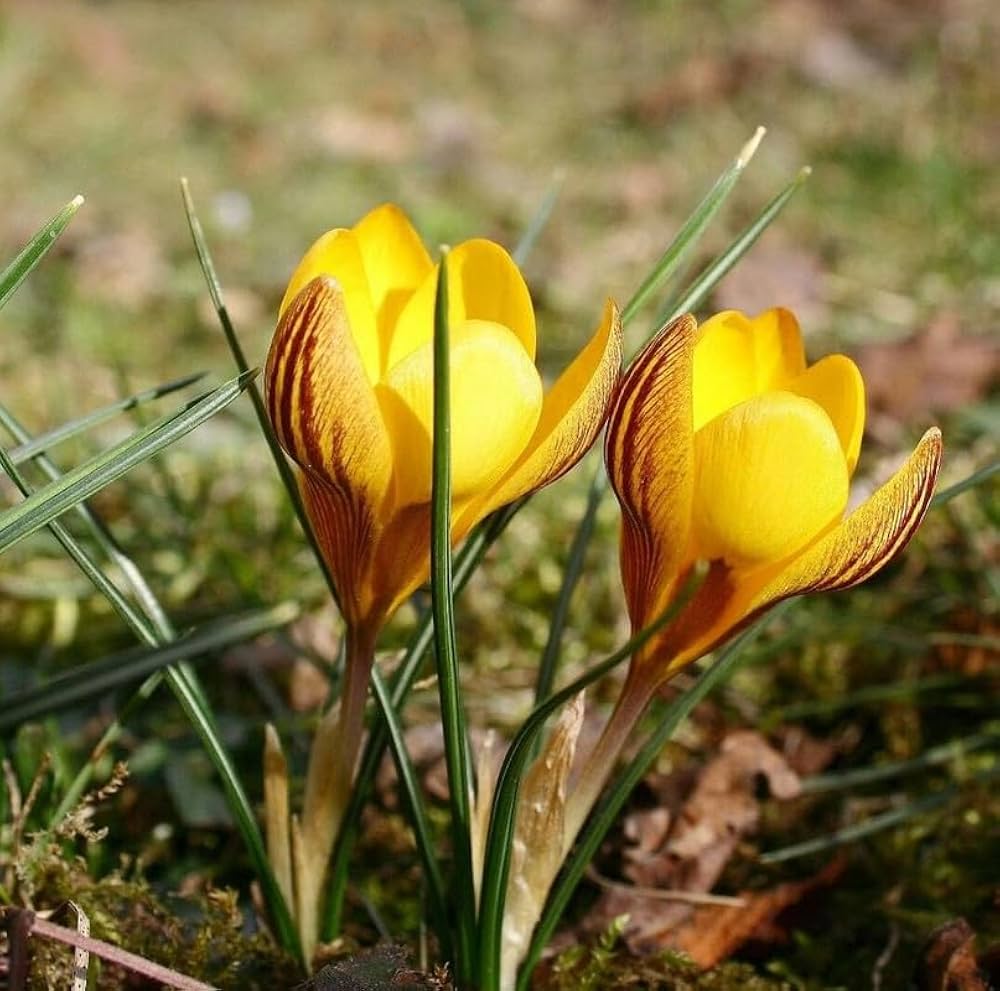Yellow Crocus Flower seeds for Planting - Wildflower Mix, Heirloom & GMO Free Seeds for Home Garden