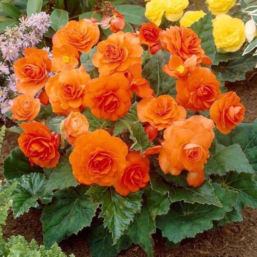 Orange Begonia Flower Seeds for Planting  Vibrant Begonia Seeds