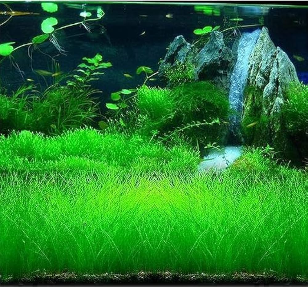 Aquarium Grass Seeds for Water Grasses and Aquatic Plant Gardens