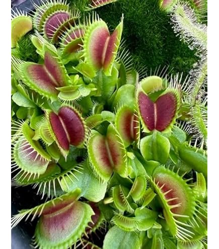 Venus Fly Trap Flower seeds for Planting - Cut Flower Favorite, Heirloom & GMO Free Seeds for Home Garden