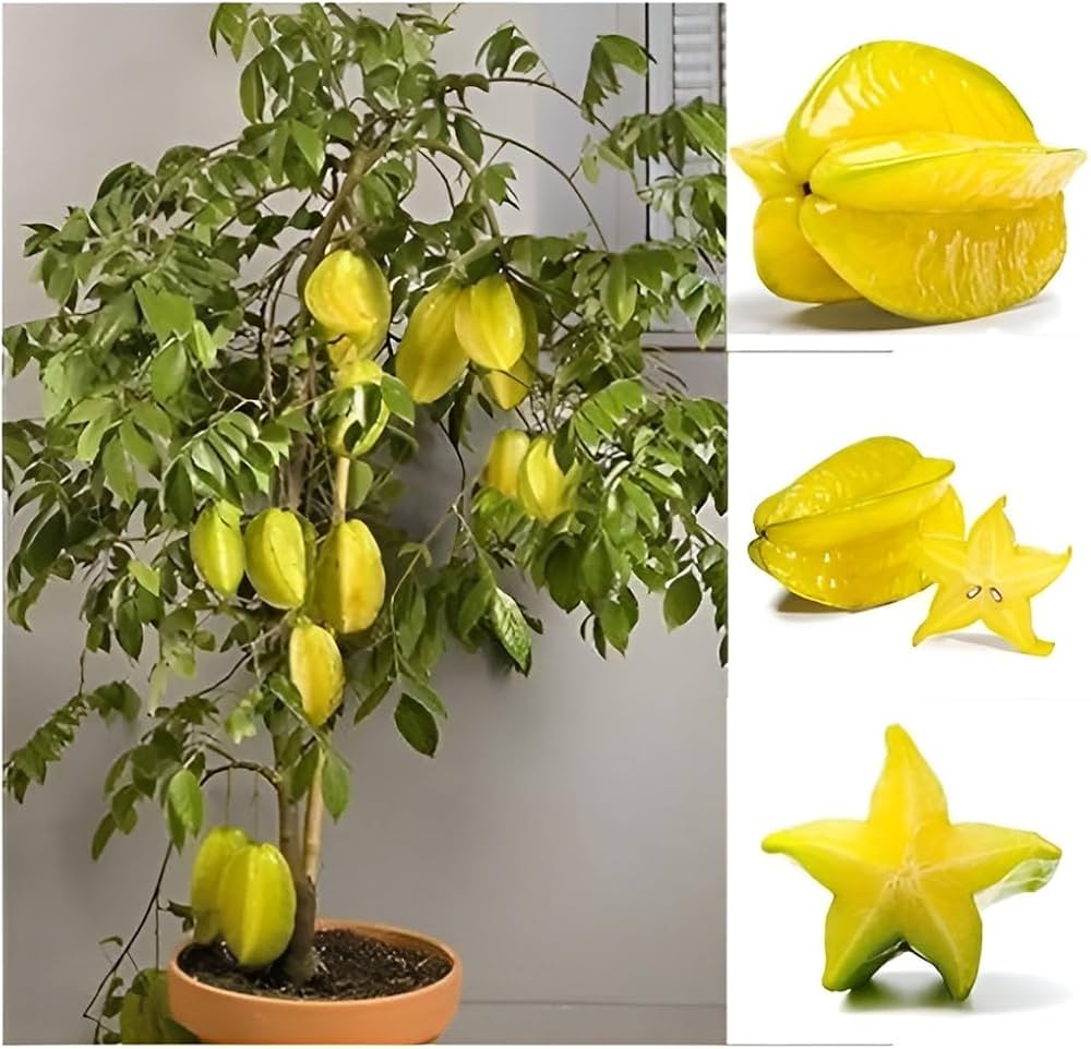 Star Fruit Seeds Averrhoa carambola for Planting in Urban Garden