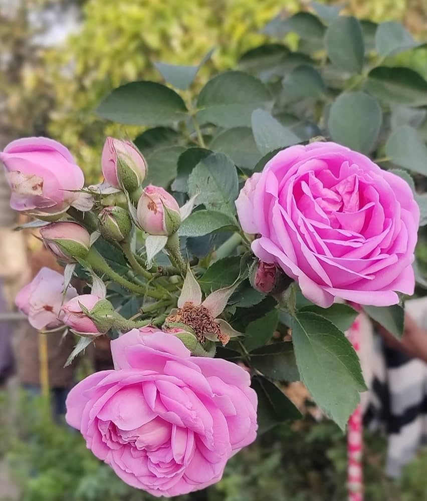 Baby Pink Rose for Planting NonGMO Heirloom Garden Seeds for Growing Beautiful Flowers Shade Tolerant 
 
 Sale