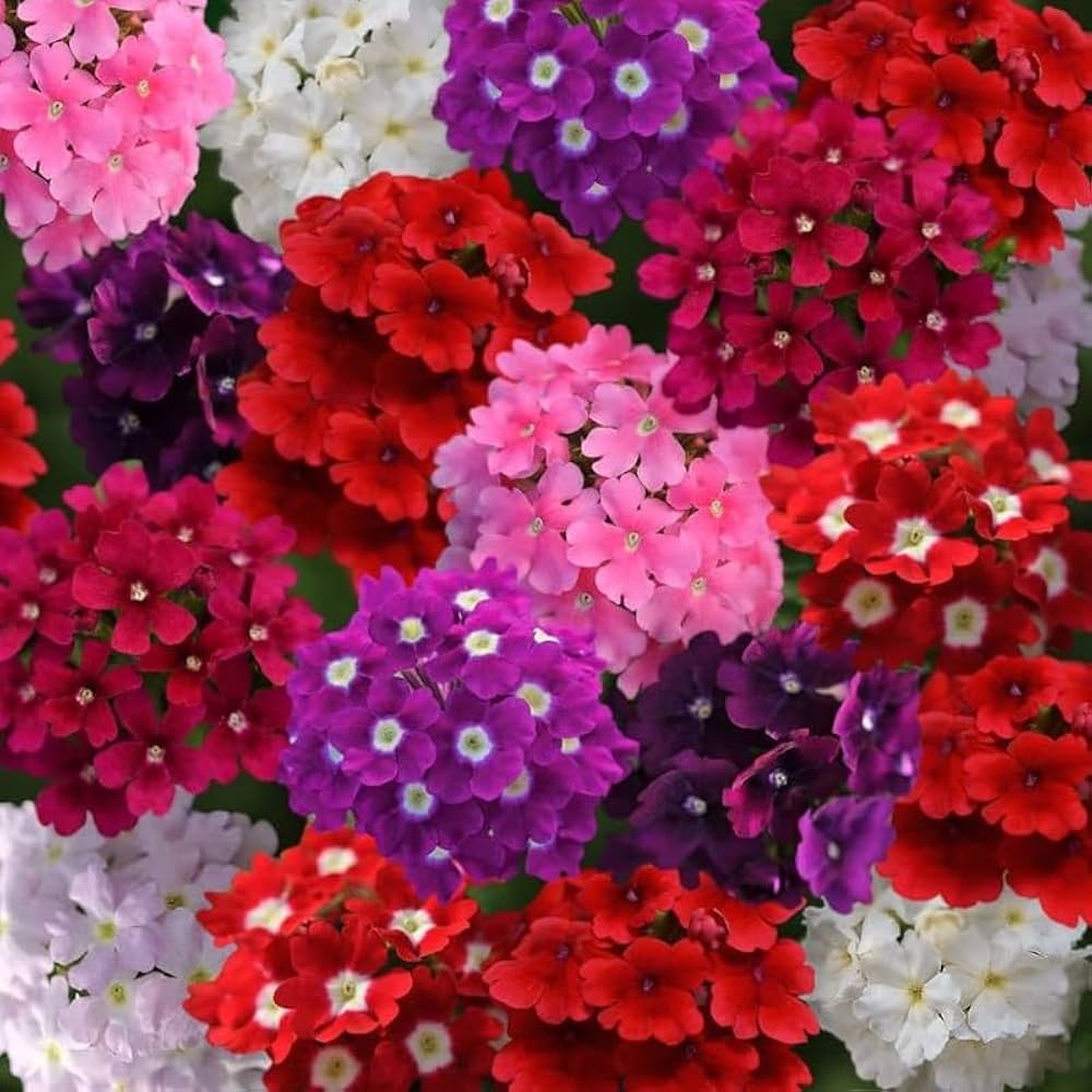 Verbena Hybrida Seeds Verbena hybrida for Planting in Flower Border and Balcony Garden