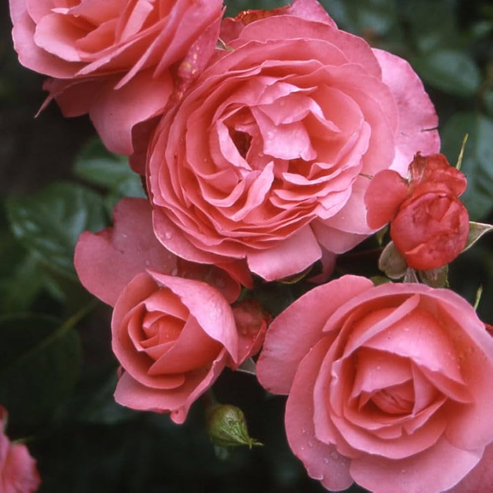 Rattan Rose Climbing Rosa spp. Seeds for Planting - Ideal for Home Garden & Vertical Garden