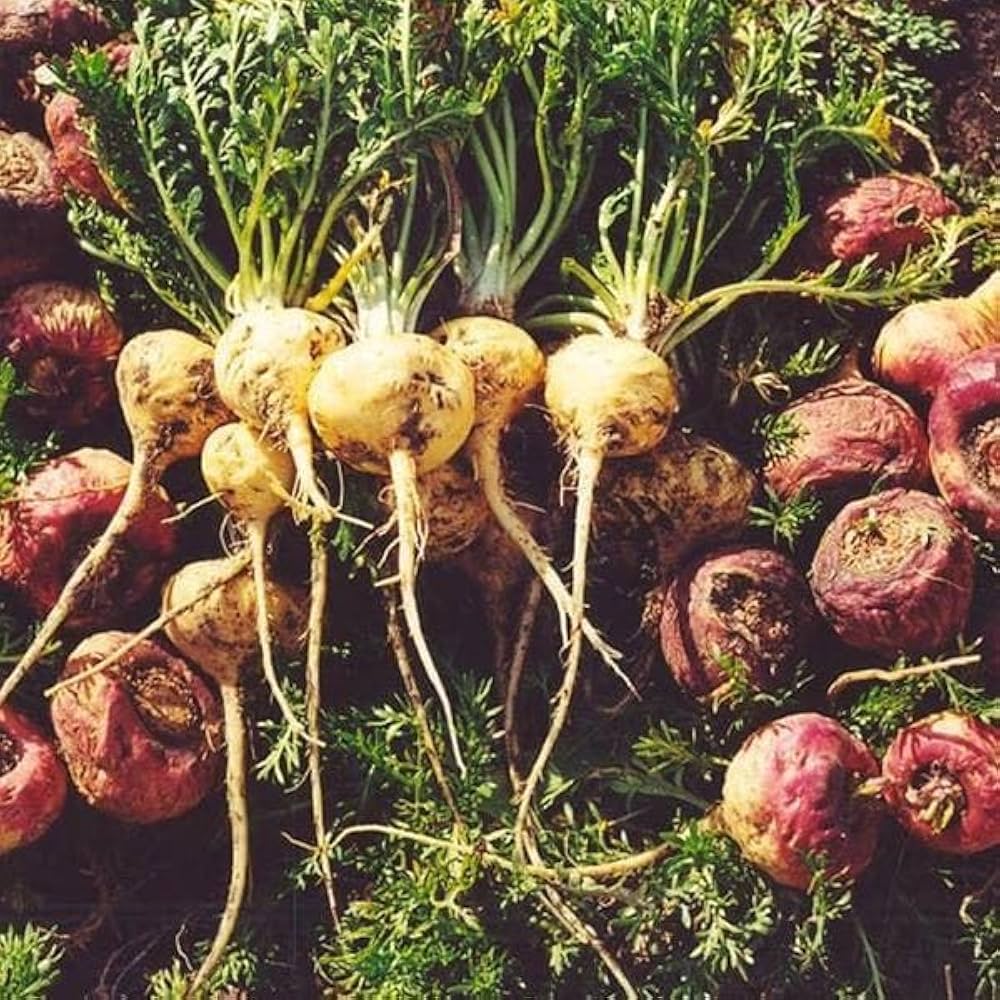 Maca Root Seeds for Planting Lepidium meyenii for vegetable patches and herbal gardens