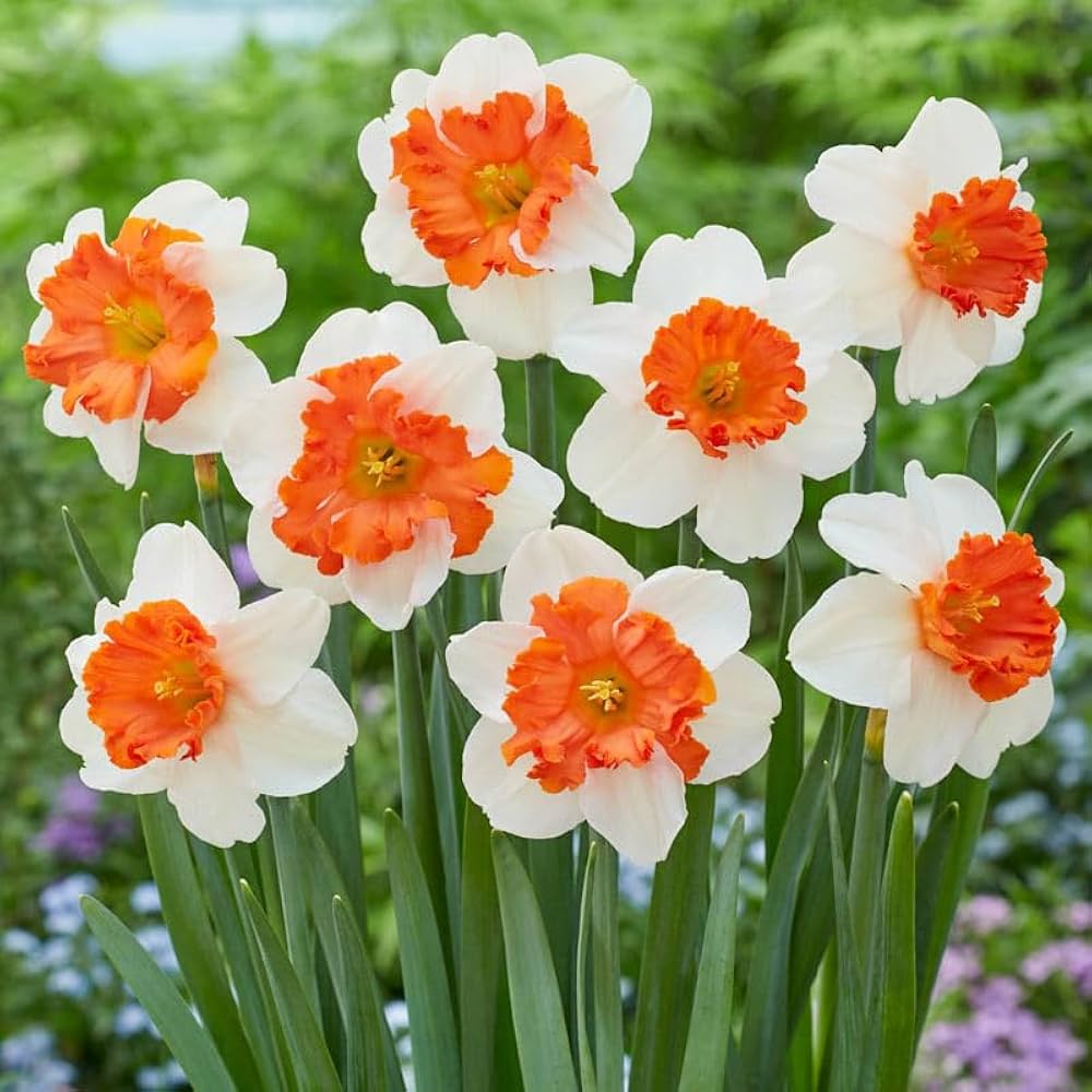 White Red Double Narcissus Flower Seeds for Planting Colorful Display Heirloom & GMO Free Seeds for Home Garden
 
 Sale