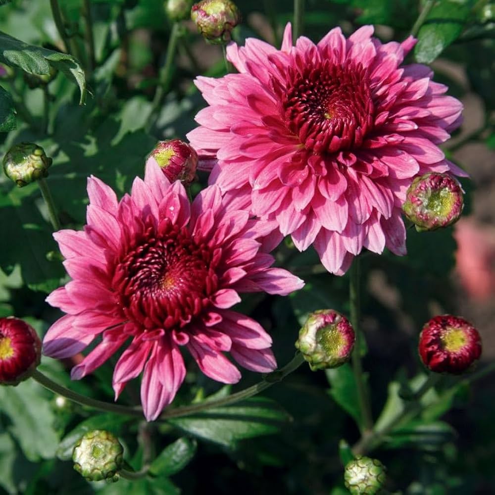 Rare Pink Chrysanthemum Bonsai Seeds for Planting - Evergrowseeds