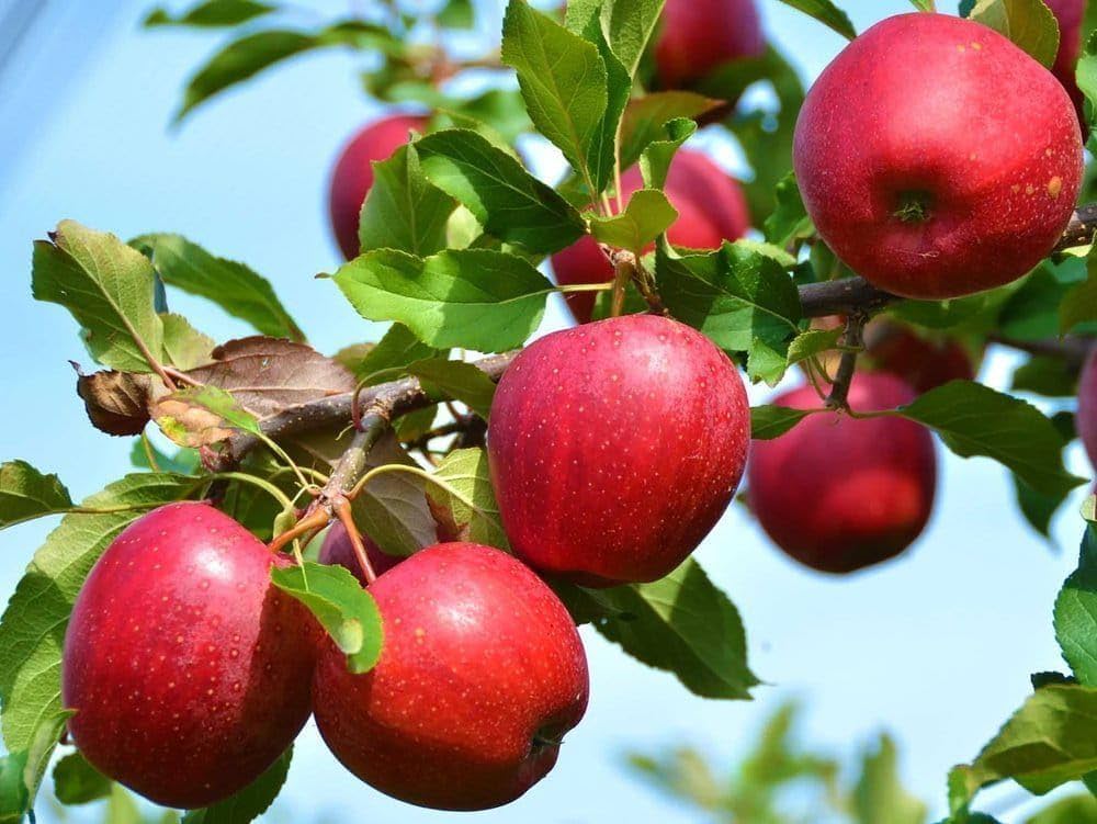 Apple Fruit Seeds for Planting - Red & Green Varieties
