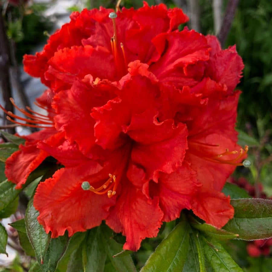 Dark Red Azalea Flower Seeds for Planting Pollinator Friendly Heirloom & GMO Free Seeds for Home Garden
 
 Sale