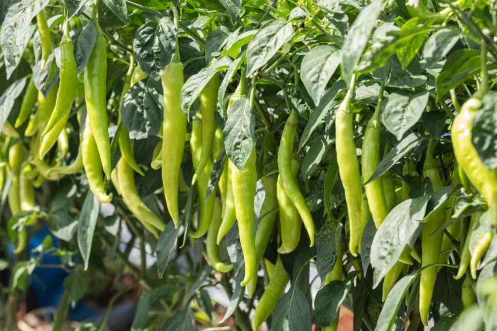 Organic Chili Pepper Seeds Capsicum annuum for Planting in Vegetable Patch