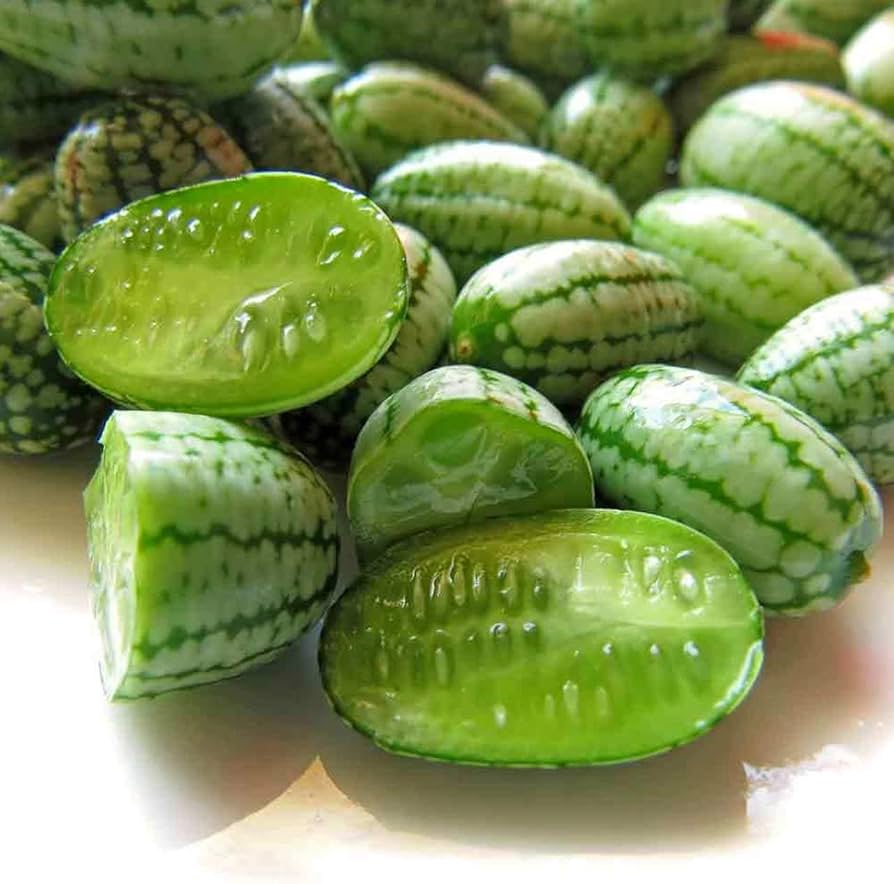 Melothria Scabra Seeds for Planting Melothria scabra for vegetable patches and garden borders