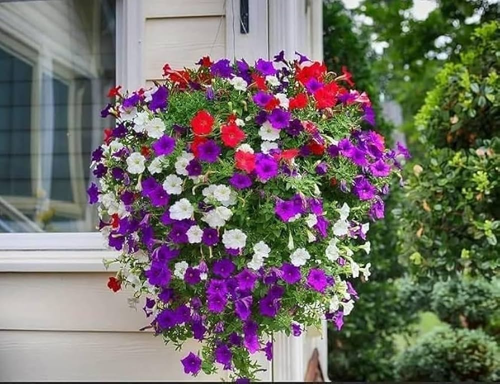 MultiColour Hanging Petunia Flower Seeds for Planting Heirloom NONGMO Easy to Grow Garden Blooms 
 
 Sale