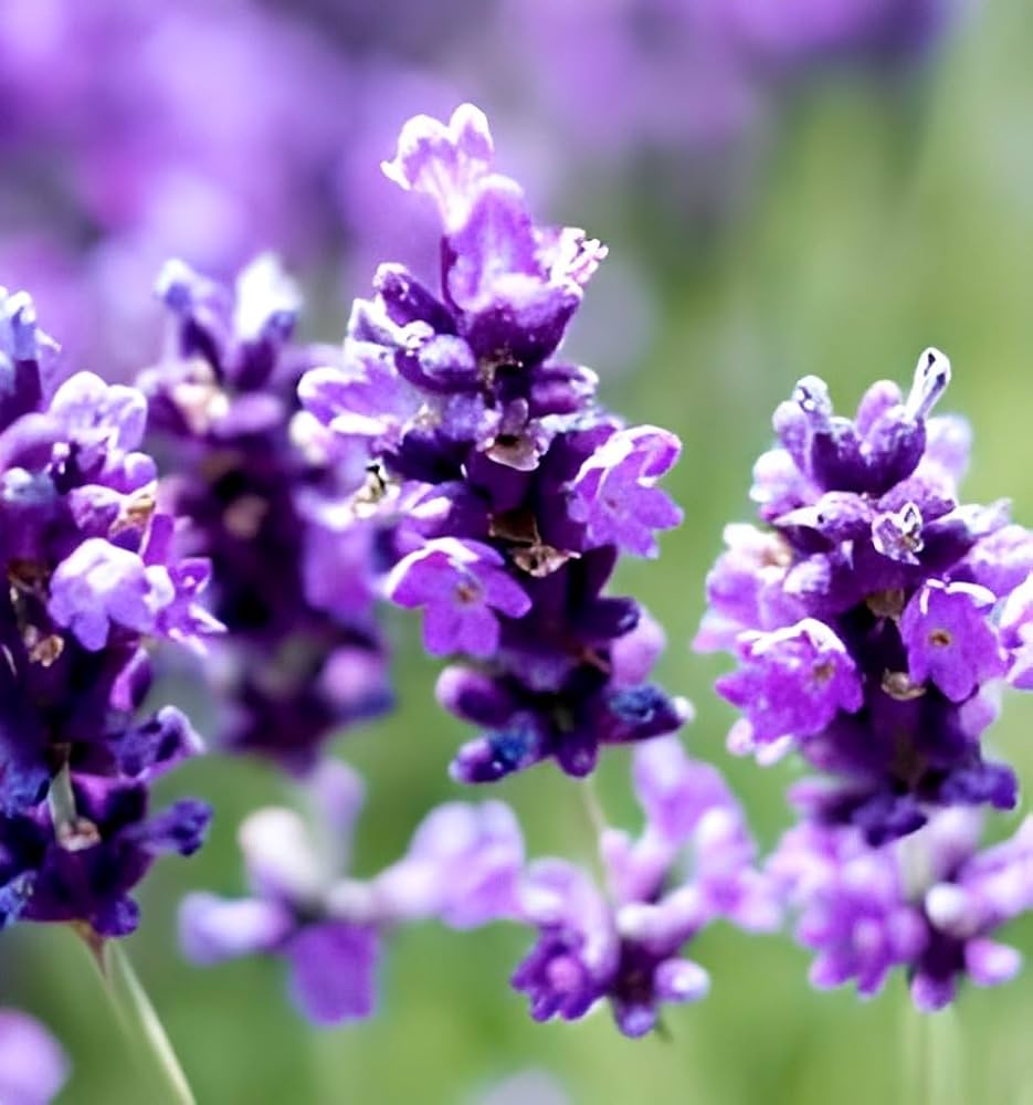 Organic Lavender Lavandula angustifolia Bonsai Flower Seeds