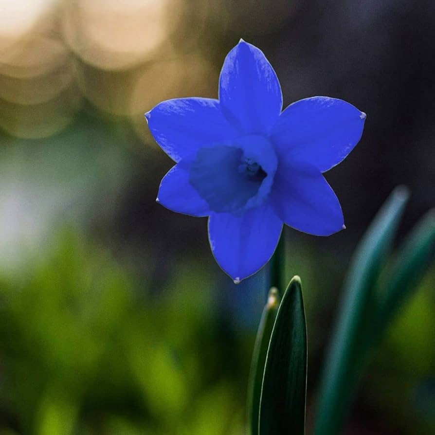 Blue and White Daffodils Flower Seeds for Planting