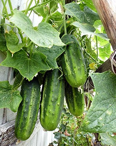 Wisconsin 58 Cucumber Seeds for Crisp and Flavorful Cucumbers